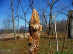 DSCF2508