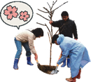 サクラを植えよう
